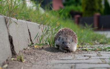 Closeup shot of the European hedgehog (Erinaceus europaeus) in the street on a blurred background © Mateusz8/Wirestock