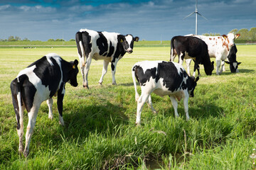 Naklejka na ściany i meble Cows on pasture in Holland, species appropriate animal husbandry in the Netherlands, farmland meadow