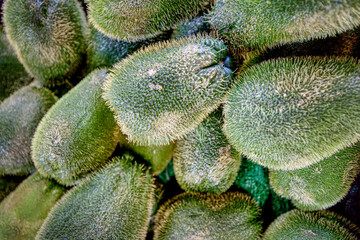 Prickly chayote squash collection at a carniceria
