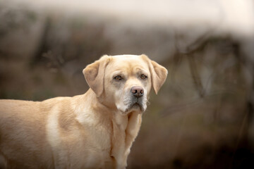 Closeup shot of a labrador on the blurry background
