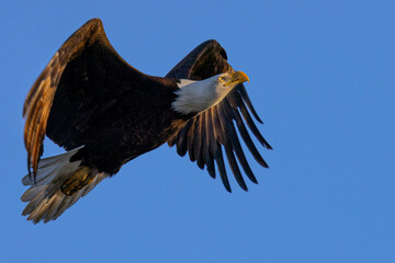 Fototapeta na wymiar Bald eagle flying in beautiful light, seen in the wild in North California