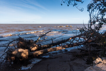 Naklejka premium Storm broken trees on the Baltic sea coast, Kolka, Latvia.