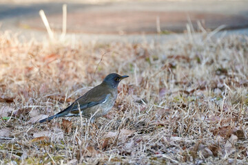 pale thrush on the ground