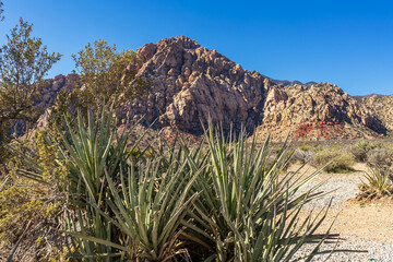 Yucca plants in desert landscape in Nevada
