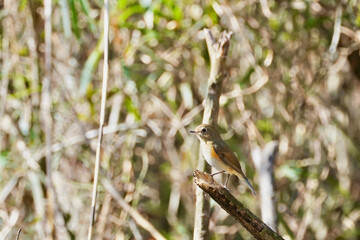 red flanked blue tail in the forest