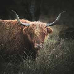 Closeup of a highland cow with big horns looking at the camera in Scotland