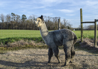 Closeup of an alpaca in an enclosure at a farm on a sunny day