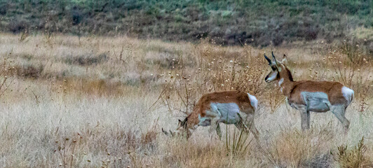 Pronghorns (Antilocapra americana) on Glassford Hill in Prescott Valley, Arizona in Northern Arizona