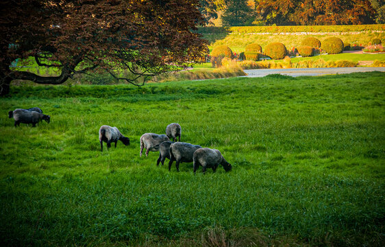 Cheeps on grass in Sweden