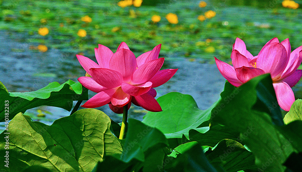 Sticker beautiful shot of a wild pink water lily