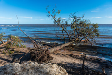 Fototapeta na wymiar Storm broken trees on the Baltic sea coast, Kolka, Latvia.
