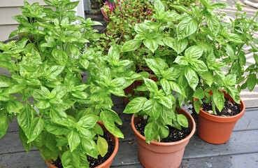 Sweet Basil (Ocimum basilicum) in pots on a deck - obrazy, fototapety, plakaty