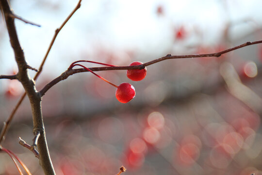 Close-up shot of cherries growing on a leafless tree.