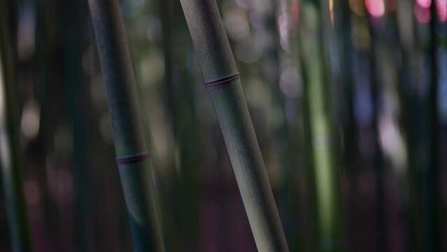 bamboo stalk in natural grove, closeup view, nature and environment