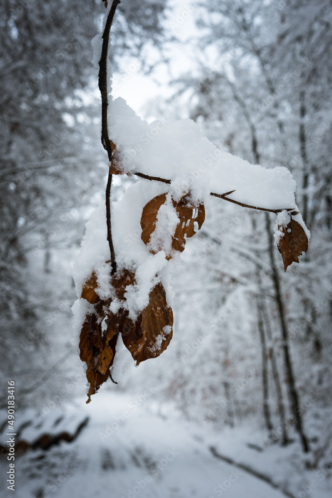 Sticker mesmerizing view of a winter forest with high trees covered with snow