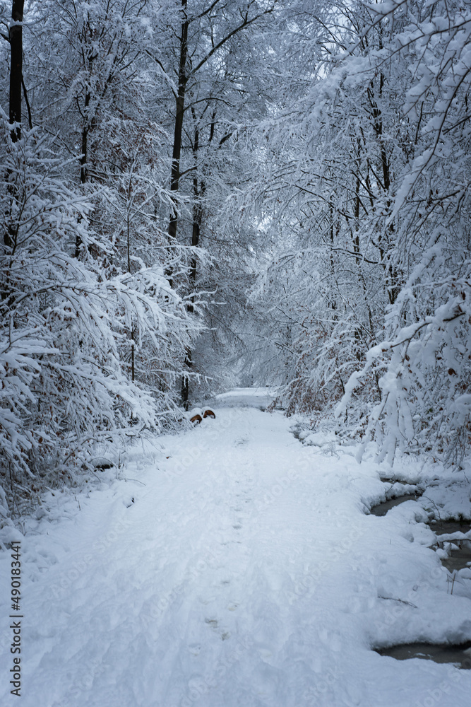 Poster mesmerizing view of a winter forest with high trees covered with snow