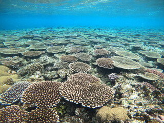 テーブルサンゴが成長中
