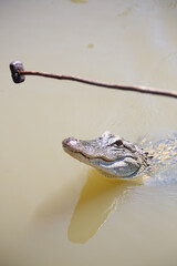 American alligator in a swamp in Louisiana, USA