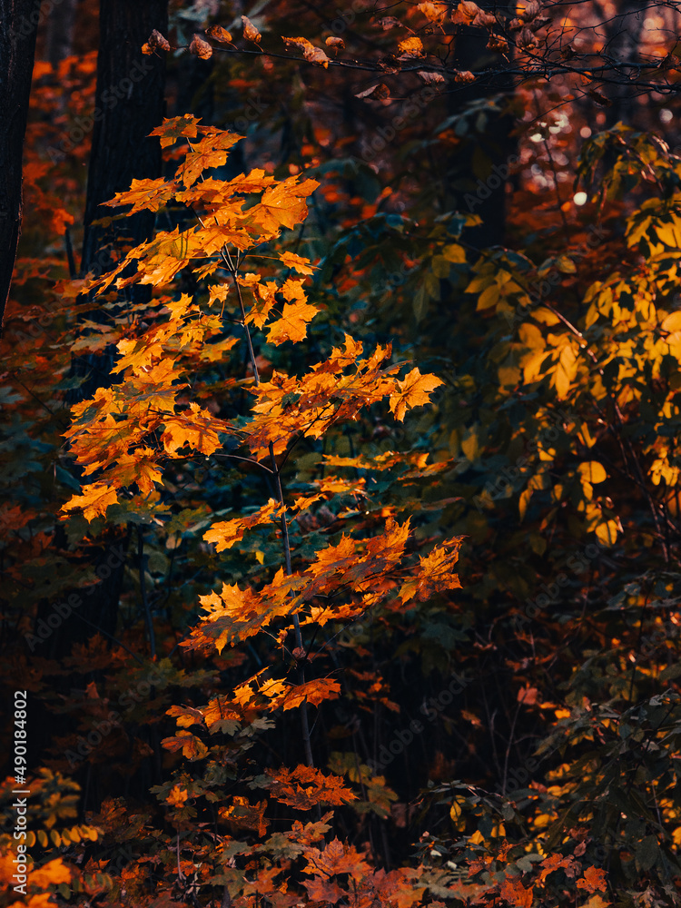 Sticker Vertical shot of autumn trees in the forest