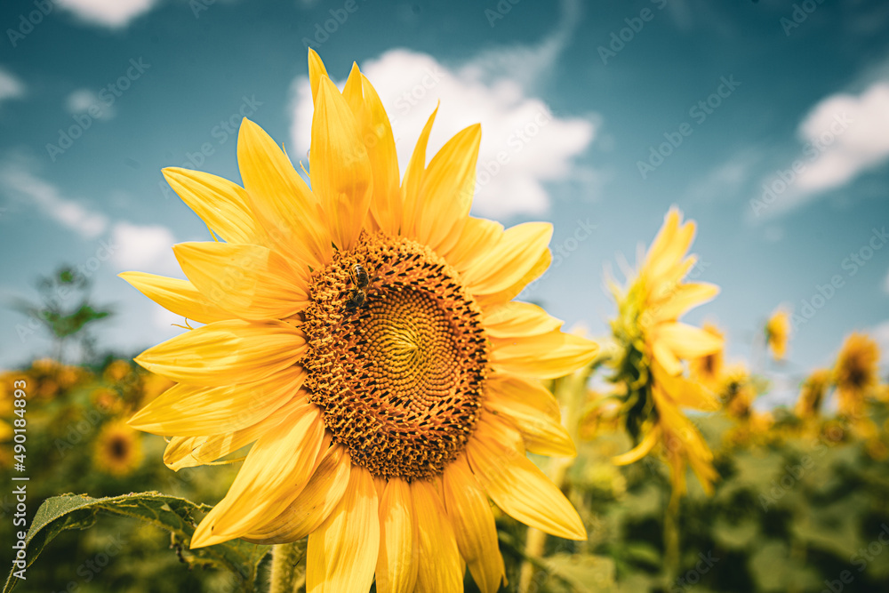 Canvas Prints Close-up selective focus shot of a sunflower in the sunflowers field on a sunny day