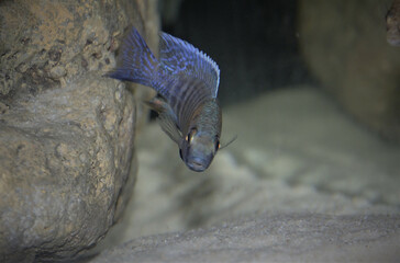 Closeup of the Maylandia callainos, sometimes referred to as cobalt zebra.
