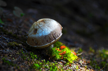 Some of these mushrooms, which grow in various colors, are poisonous.