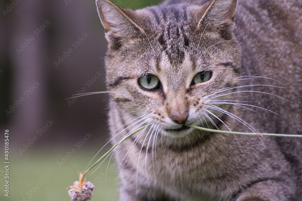 Wall mural Macro shot of a domestic short-haired cat