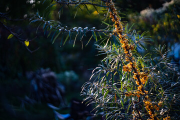 Closeup of Sanddorn berries growing on branches under the sunlight with a blurry background