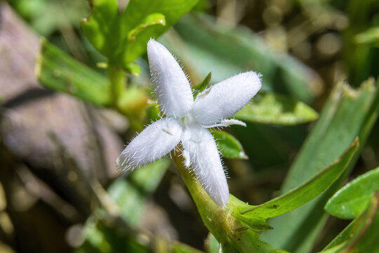 Virginia buttonweed (Diodia virginiana) - Davie, Florida, USA