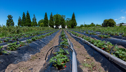 agriculture, greenhouse, agro-ecology, organic, orchard, field, autumn