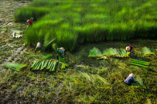 Farmers are harvesting Lepironia articulata in the floodplain of the Mekong Delta. Lepironia articulata used to replace straws and make handmade products