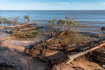 Storm broken trees on the Baltic sea coast, Kolka, Latvia.