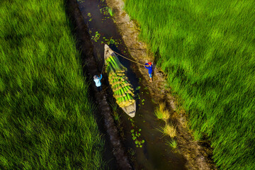Farmers are harvesting Lepironia articulata in the floodplain of the Mekong Delta. Lepironia...