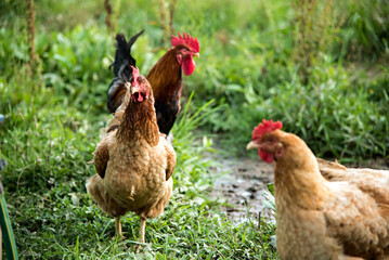 Shallow focus of a rooster and two chickens looking for food on the grass