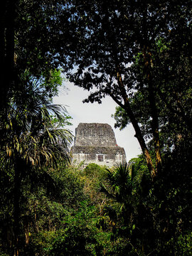 Vertical shot of a Tikal Maya pyramid