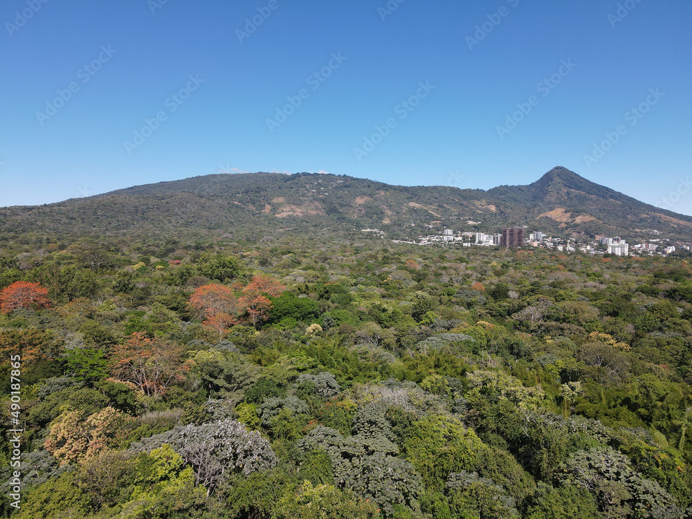 Poster mesmerizing view of a forest with dense growing colorful trees on a sunny day