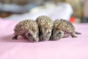 Closeup shot of European hedgehogs (Erinaceus europaeus) © Dan Lambert Photography/Wirestock