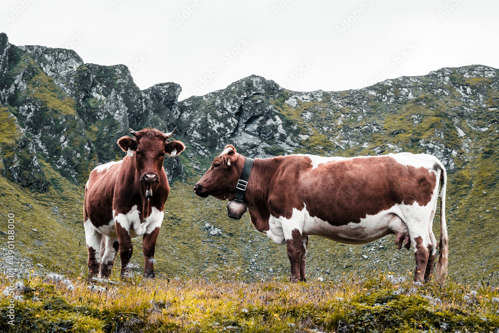 Poster cow and a bull in a mountainous area