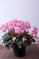 しくらめんの花びら