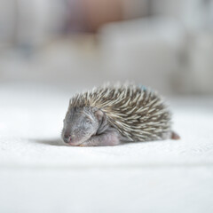 Selective focus shot of European hedgehog (Erinaceus europaeus) © Dan Lambert Photography/Wirestock