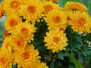 Closeup shot of yellow chrysanthemums blossoming in the garden - obrazy, fototapety, plakaty