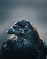 Closeup shot of common raven