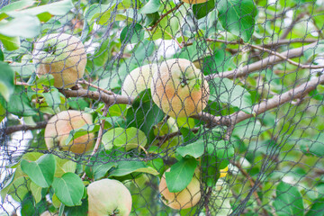 Quince tree branch full of fruits protected by black net against animal pests