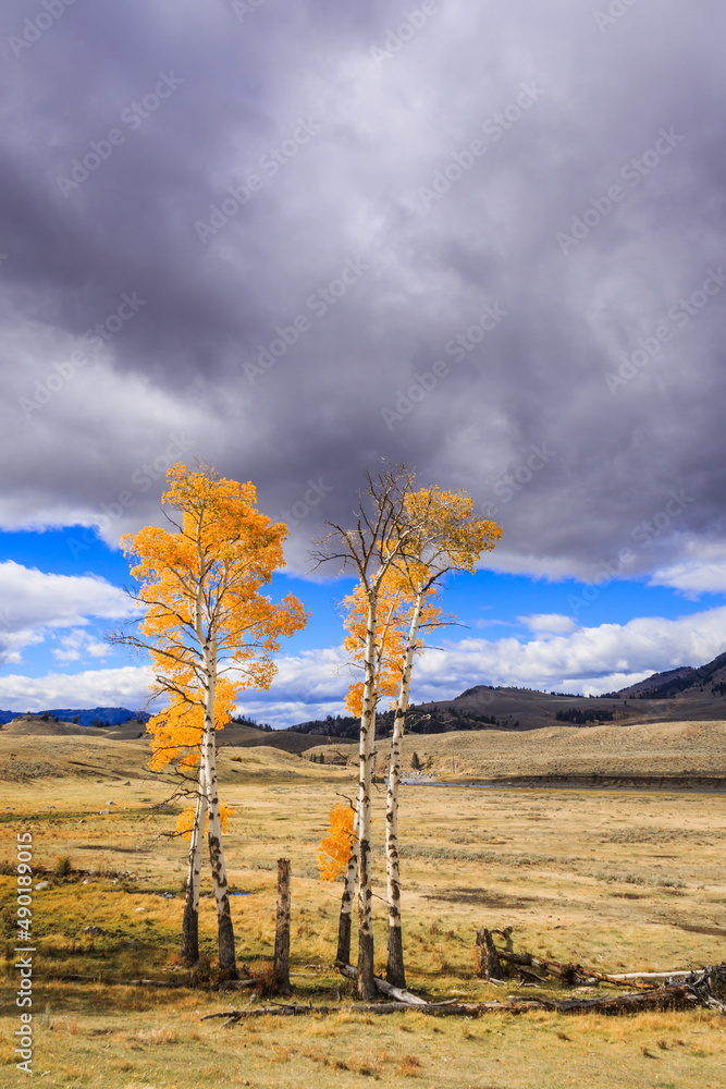 Poster natural view of autumnal trees in yellowstone national park, montana