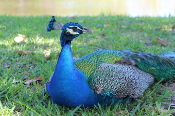 Fototapeta premium Close up of blue peacock in the grass during the day. 