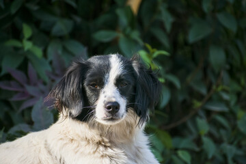 Black and White face Breton breed dog portrait. Hunting dog breed