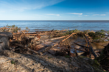 Fototapeta na wymiar Storm broken trees on the Baltic sea coast, Kolka, Latvia.