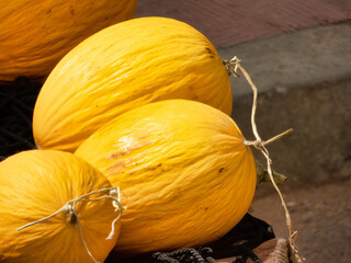Closeup of ripe Canary melons under the sunlight with a blurry background