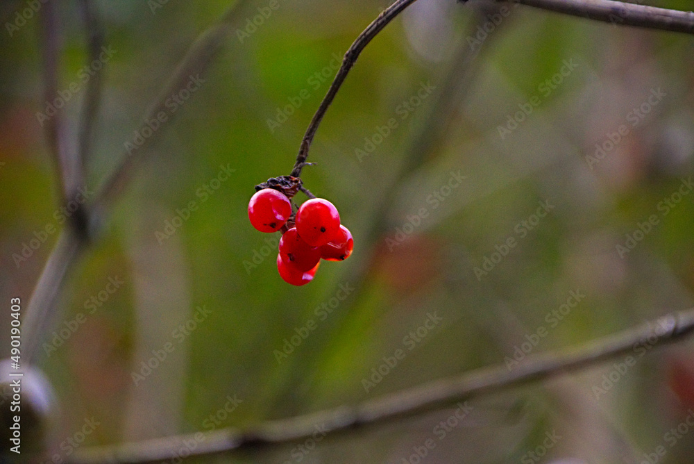 Sticker closeup shot of red currants with blurred backgorund