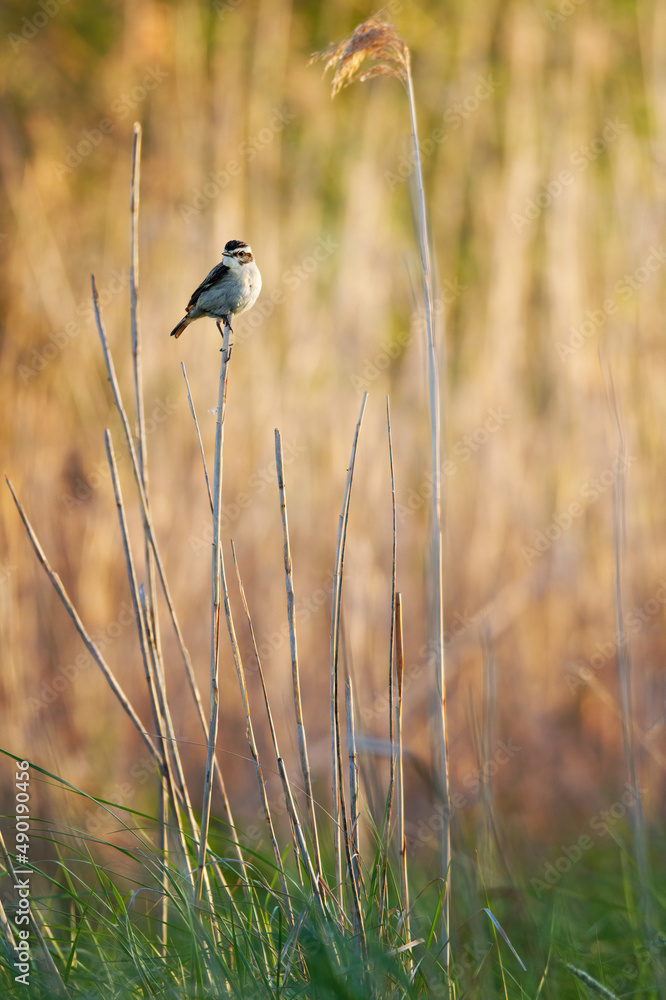 Canvas Prints Selective focus of a whinchat bird perched on a dry plant